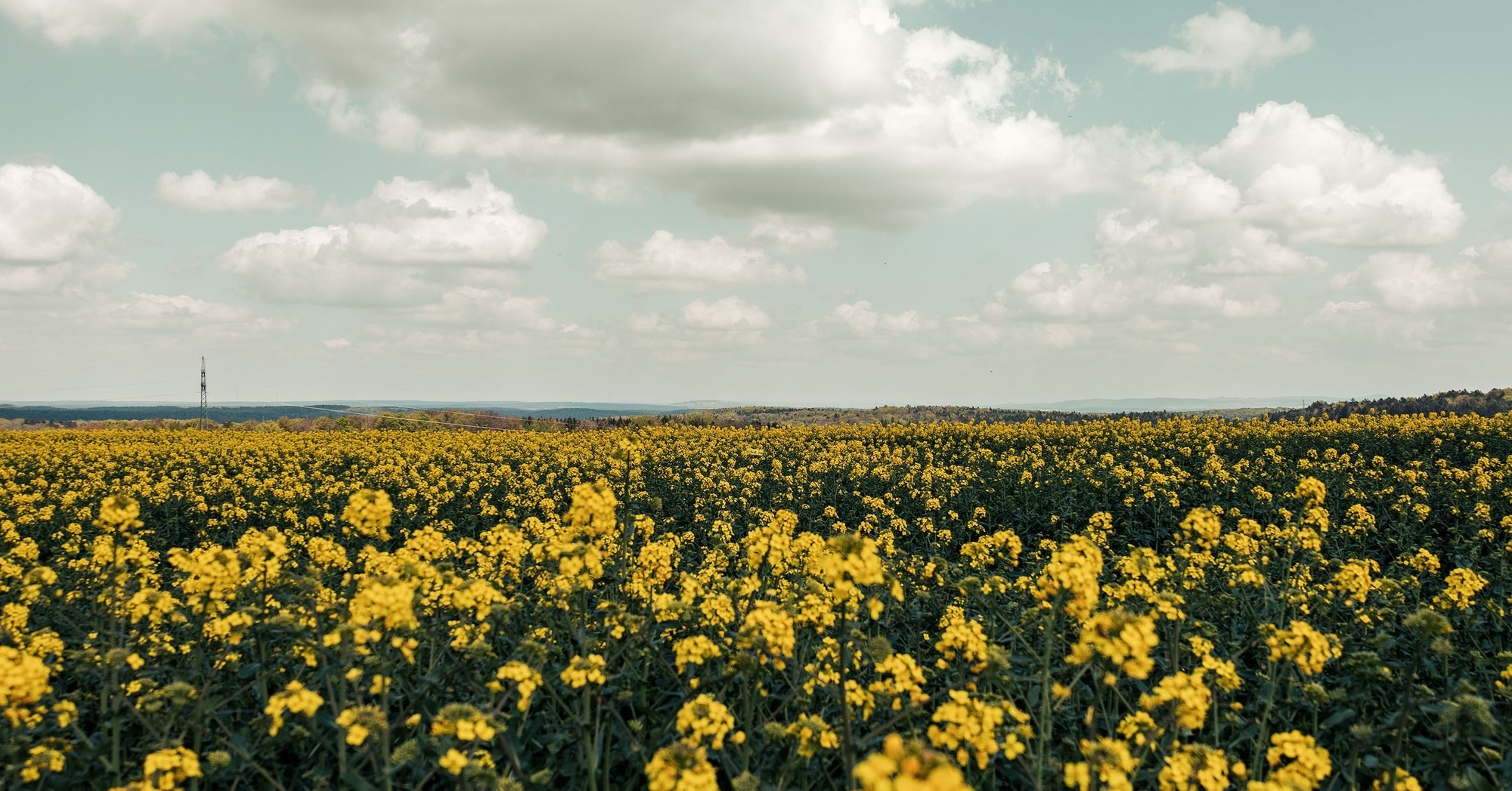 Nature_DE_canola-field_photoshoot_ger-5_web-1