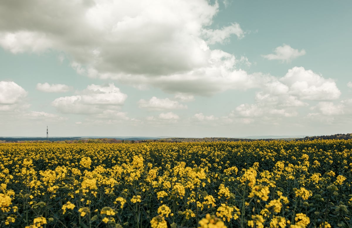 A field of sun flowers in germany under a cloudy sky.