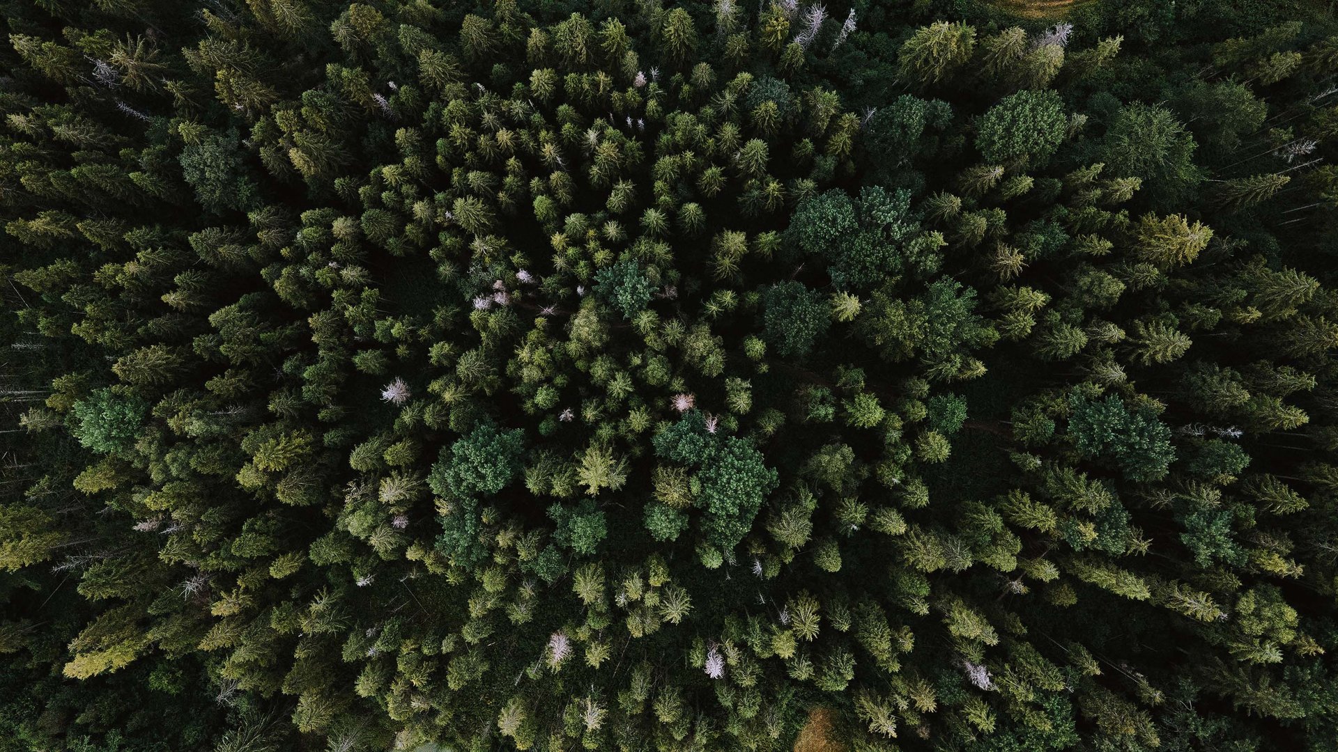 An aerial view of a dense forest with lush green trees of varying shades. The image captures the natural density and diversity within the forest.