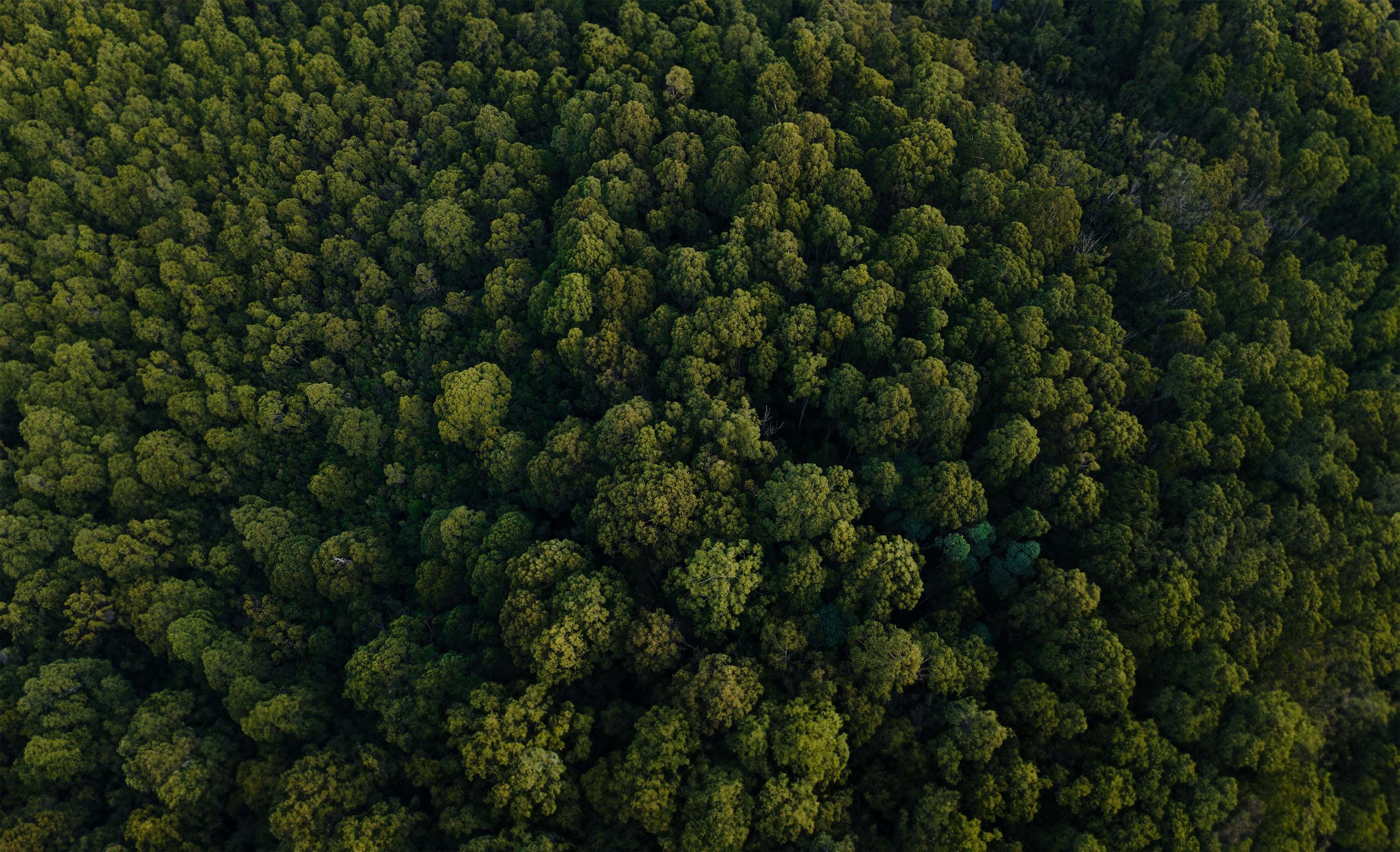An aerial view of a dense forest with lush green trees of varying shades.