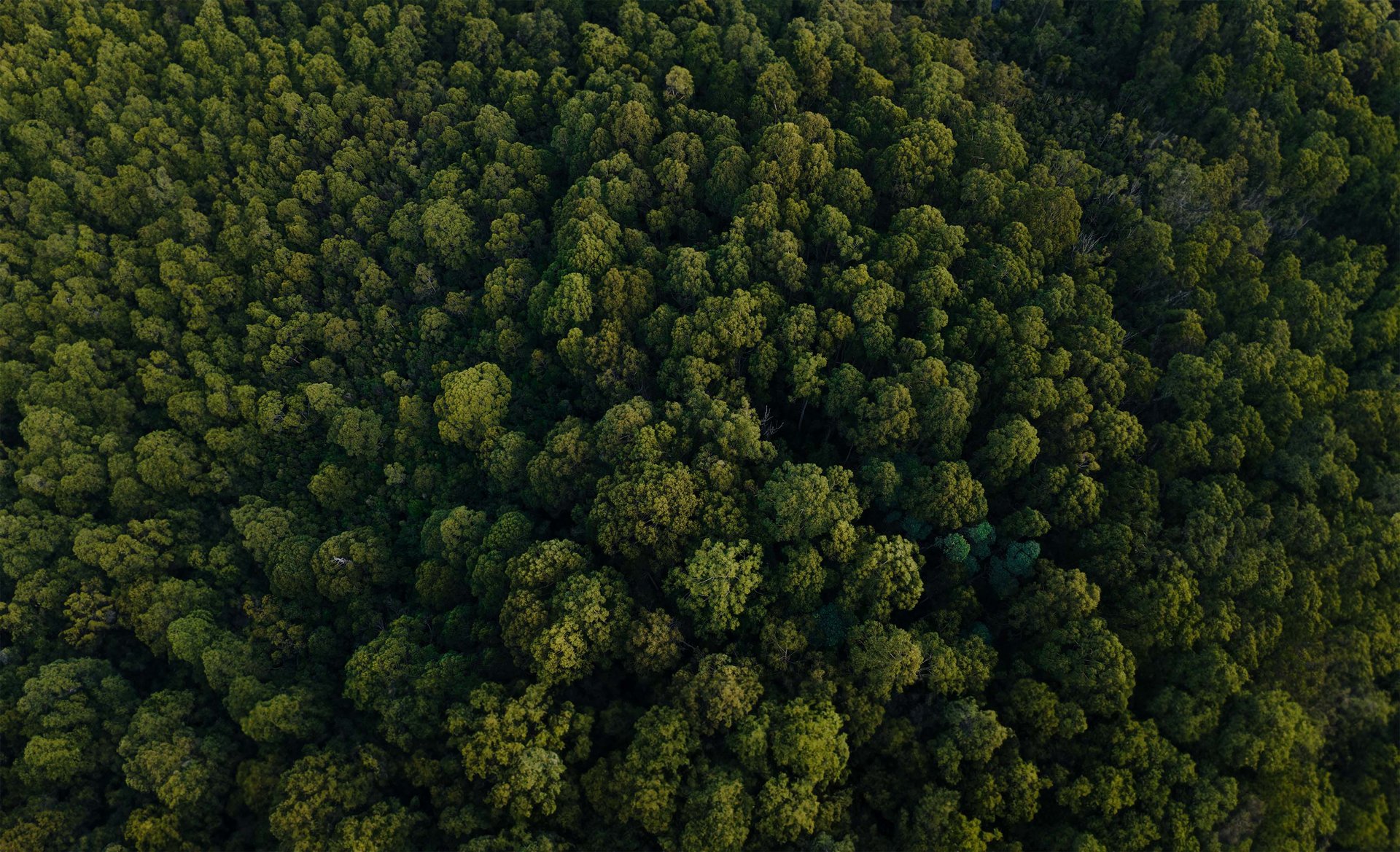 An aerial view of a dense forest with lush green trees of varying shades.