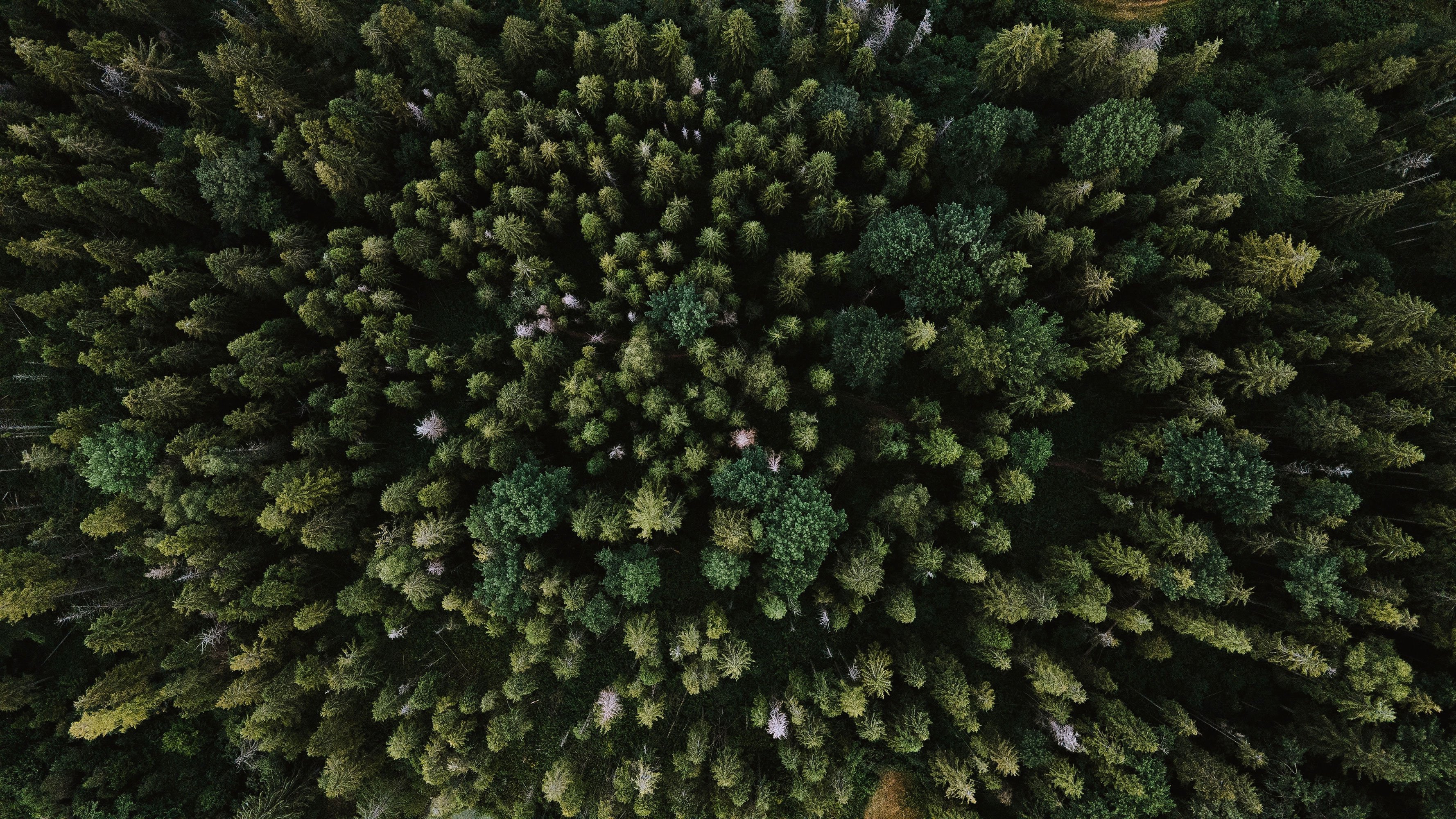 Nature_Stock_Olenka-Sergienko-Pexels_web