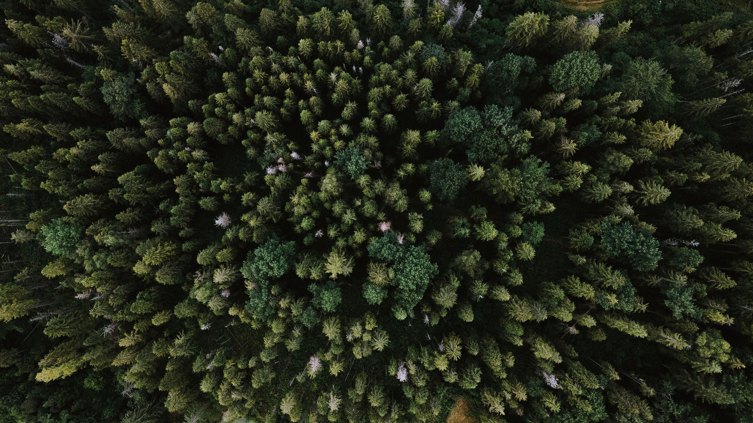 Nature_Stock_Olenka-Sergienko-Pexels_web