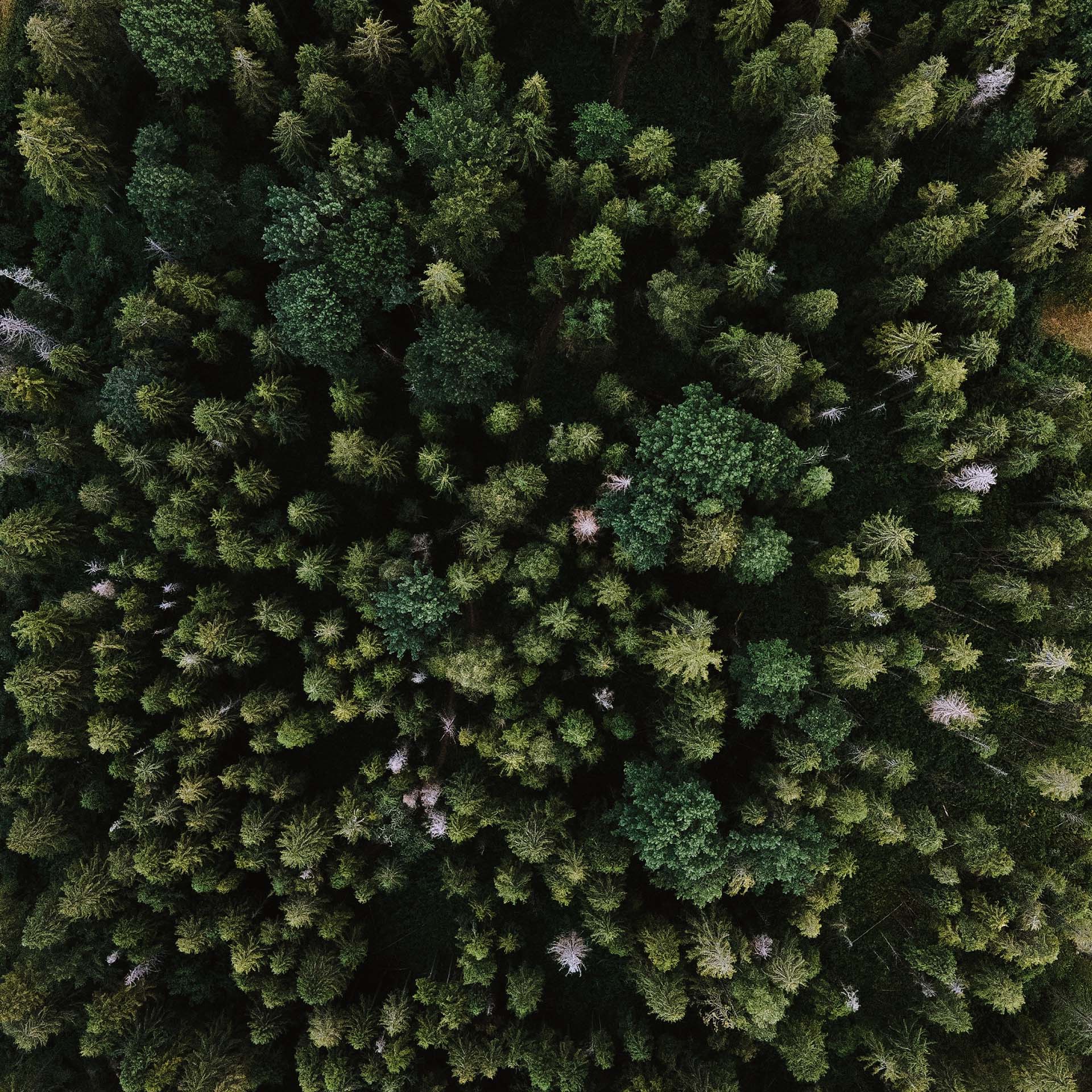green-forest